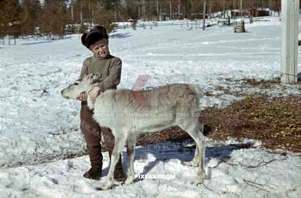 boy with caribou calf, Finland 1944