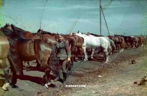 Color Photo of a german infantry soldier careing for military cavalry horses horse Ukraine 1942