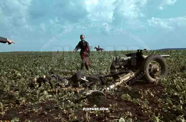 Dead Russian Soldier beside 45mm M.1932 Anti-tank Gun. Dubno. Battle of Brodny 1941. 9. Infantry Division