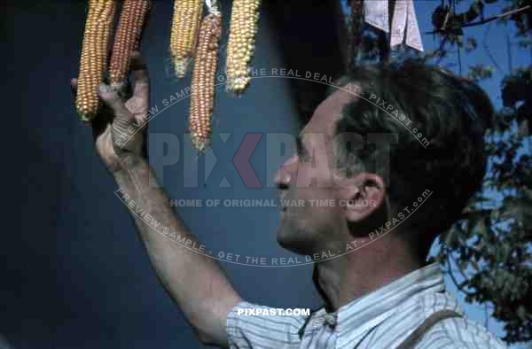 Farmer picking dried corn in garden, Belgrade, Serbia 1941