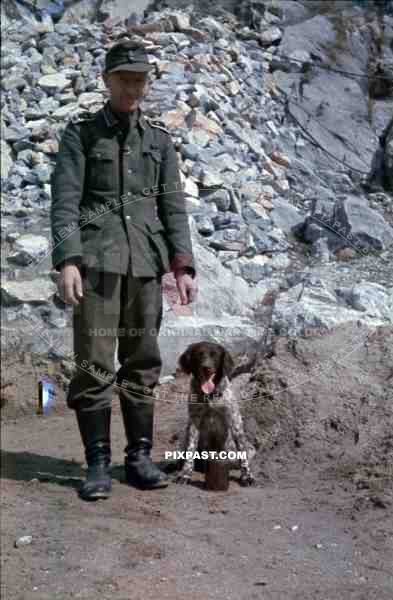 German Feldwebel with hound dog, Belgrade Serbia 1941