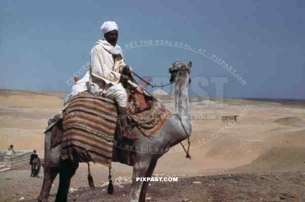 Man on a camel in Giza, Egypt 1939
