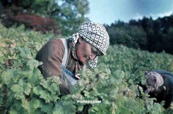 old woman working on vineyard in Baden-Wuerttemberg, Germany ~1938