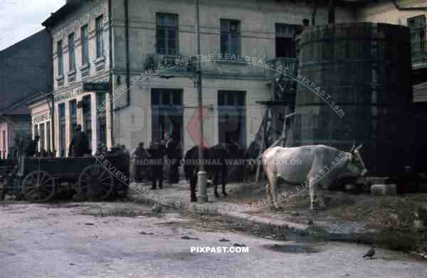 WW2 Color Belgrade Serbia 1941 Farmers Agriculture cows wagons carts food supply market