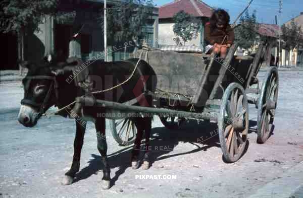 WW2 Color Belgrade Serbia 1941 Peasant child girl horse wagon cart donkey poor