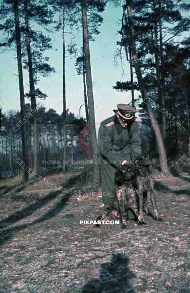 WW2 color Wehrmacht infantry officer uniform jacket pet dog forest Frankfurt 1942